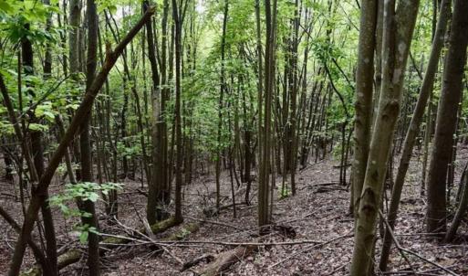 Photo of SOLD!!  52.96 Acres of Hunting Land For Sale in Franklin County VA!
