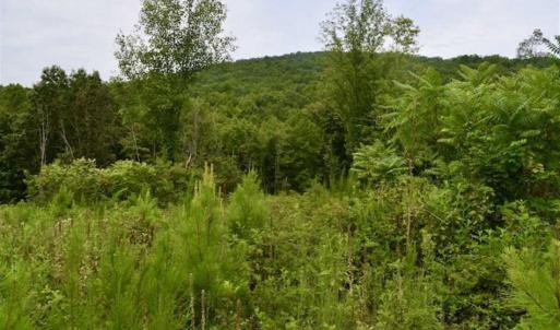 Photo of SOLD!!  52.96 Acres of Hunting Land For Sale in Franklin County VA!