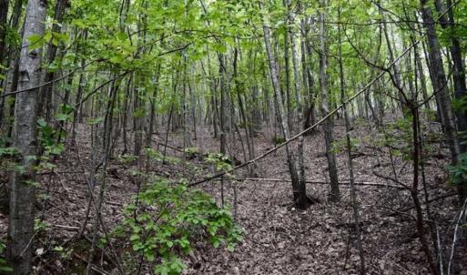 Photo of SOLD!!  52.96 Acres of Hunting Land For Sale in Franklin County VA!