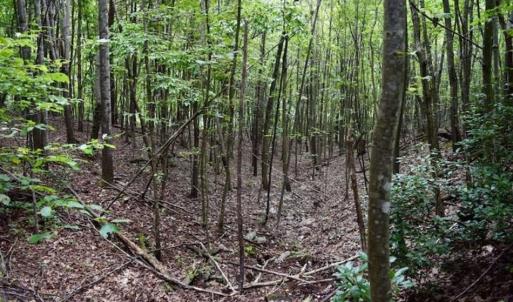 Photo of SOLD!!  52.96 Acres of Hunting Land For Sale in Franklin County VA!