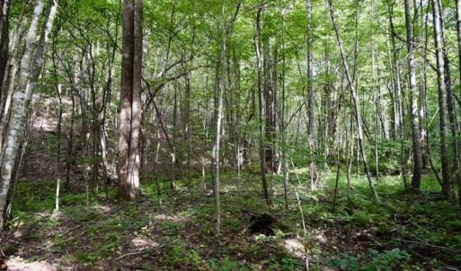 Photo of SOLD!!  52.96 Acres of Hunting Land For Sale in Franklin County VA!