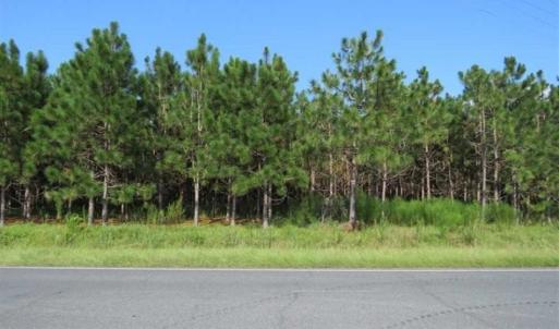 Photo of SOLD!!  26 Acres of Timber Land For Sale in Robeson County NC!