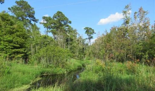 Photo of SOLD!!  26 Acres of Timber Land For Sale in Robeson County NC!