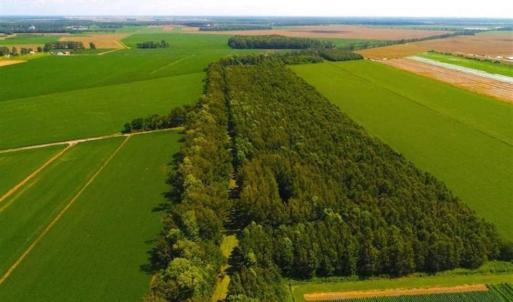 Photo of SOLD!!  44.11 Acres of Hunting Recreational and Timber Land in Beaufort County NC!