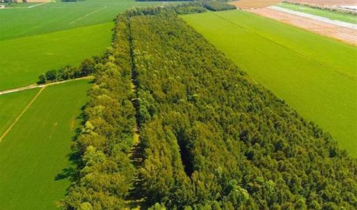 Photo of SOLD!!  44.11 Acres of Hunting Recreational and Timber Land in Beaufort County NC!