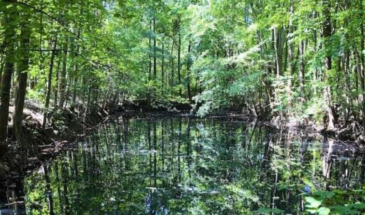 Photo of SOLD!!  44.11 Acres of Hunting Recreational and Timber Land in Beaufort County NC!