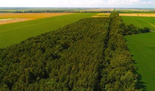 Photo of SOLD!!  44.11 Acres of Hunting Recreational and Timber Land in Beaufort County NC!