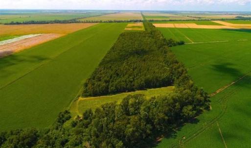 Photo of SOLD!!  44.11 Acres of Hunting Recreational and Timber Land in Beaufort County NC!