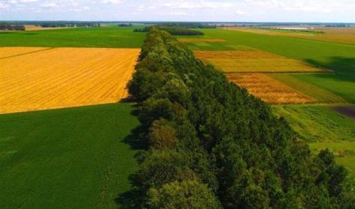 Photo of SOLD!!  44.11 Acres of Hunting Recreational and Timber Land in Beaufort County NC!