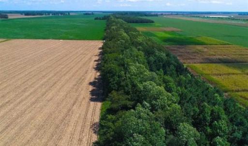 Photo of SOLD!!  44.11 Acres of Hunting Recreational and Timber Land in Beaufort County NC!