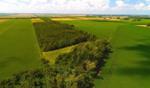 Photo of SOLD!!  44.11 Acres of Hunting Recreational and Timber Land in Beaufort County NC!