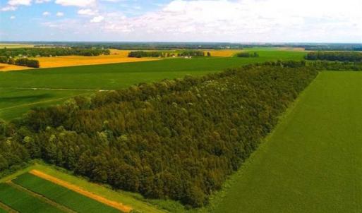 Photo of SOLD!!  44.11 Acres of Hunting Recreational and Timber Land in Beaufort County NC!