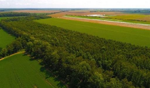 Photo of SOLD!!  44.11 Acres of Hunting Recreational and Timber Land in Beaufort County NC!