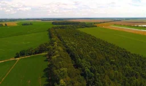 Photo of SOLD!!  44.11 Acres of Hunting Recreational and Timber Land in Beaufort County NC!