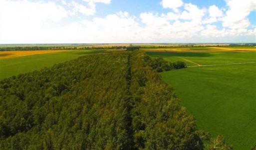 Photo of SOLD!!  44.11 Acres of Hunting Recreational and Timber Land in Beaufort County NC!