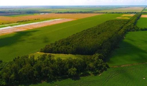 Photo of SOLD!!  44.11 Acres of Hunting Recreational and Timber Land in Beaufort County NC!