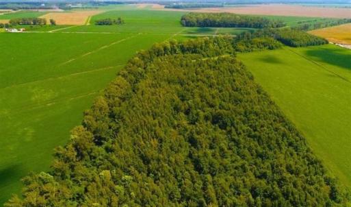 Photo of SOLD!!  44.11 Acres of Hunting Recreational and Timber Land in Beaufort County NC!