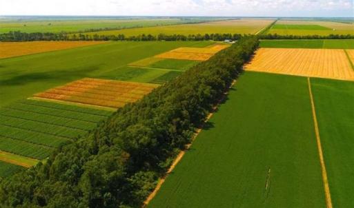 Photo of SOLD!!  44.11 Acres of Hunting Recreational and Timber Land in Beaufort County NC!