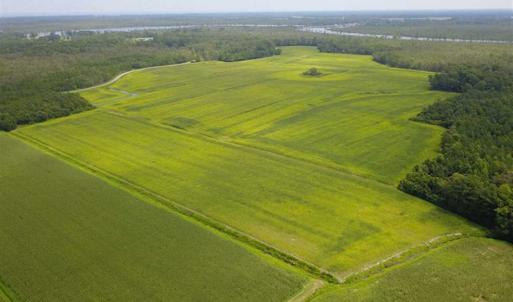 Photo of REDUCED!  97 Acres of Farm and Timber Land For sale in Tyrrell County NC!