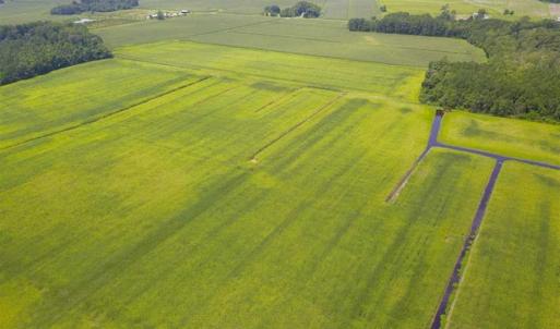 Photo of REDUCED!  97 Acres of Farm and Timber Land For sale in Tyrrell County NC!
