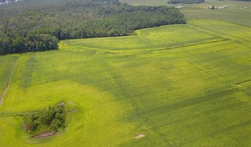 Photo of REDUCED!  97 Acres of Farm and Timber Land For sale in Tyrrell County NC!