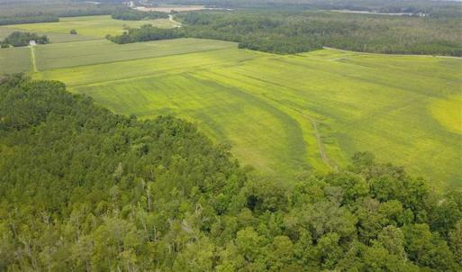 Photo of REDUCED!  97 Acres of Farm and Timber Land For sale in Tyrrell County NC!