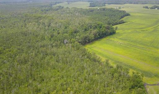 Photo of REDUCED!  97 Acres of Farm and Timber Land For sale in Tyrrell County NC!