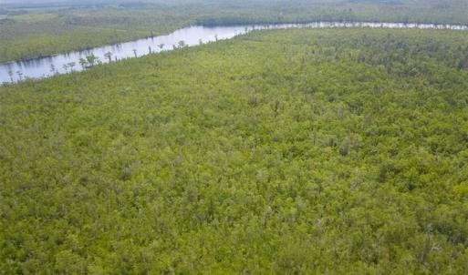 Photo of REDUCED!  97 Acres of Farm and Timber Land For sale in Tyrrell County NC!