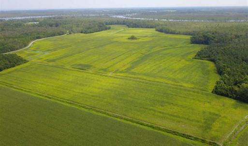 Photo of REDUCED!  97 Acres of Farm and Timber Land For sale in Tyrrell County NC!