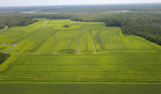 Photo of REDUCED!  97 Acres of Farm and Timber Land For sale in Tyrrell County NC!