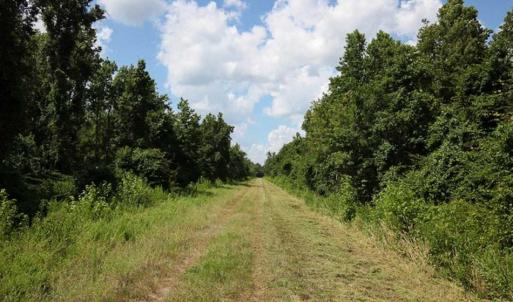 Photo of 364 Acres of Hunting Land For Sale in Hyde County NC!