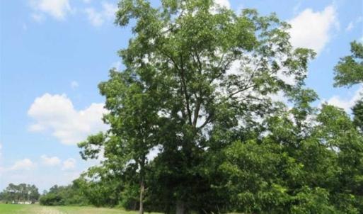 Photo of UNDER CONTRACT!!  15 Acres of Farm Land For Sale in Robeson County NC!