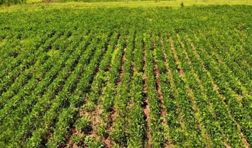 Photo of SOLD!!  9.09 Acres of Residential Farm Land For Sale in Halifax County NC!