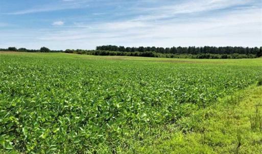 Photo of SOLD!!  9.09 Acres of Residential Farm Land For Sale in Halifax County NC!