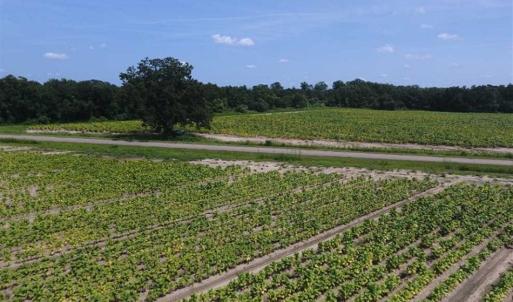 Photo of UNDER CONTRACT!!  130 Acres of Recreational and Residential Land For Sale in Robeson County NC!