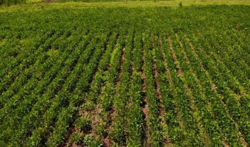 Photo of SOLD!!  9.06 Acres of Residential Farm Land For Sale in Halifax County NC!