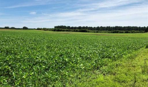 Photo of SOLD!!  9.06 Acres of Residential Farm Land For Sale in Halifax County NC!