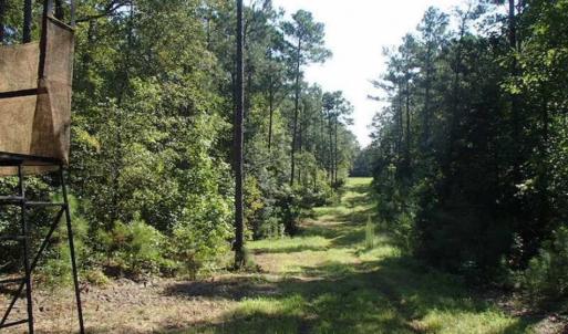 Photo of SOLD!!  121 Acres of Recreational Land For Sale in Northampton County NC!