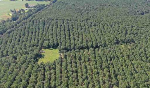 Photo of SOLD!!  121 Acres of Recreational Land For Sale in Northampton County NC!