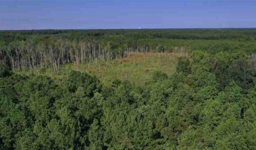 Photo of SOLD!!  121 Acres of Recreational Land For Sale in Northampton County NC!