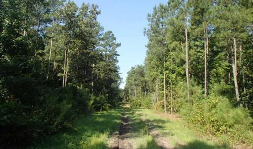 Photo of SOLD!!  121 Acres of Recreational Land For Sale in Northampton County NC!