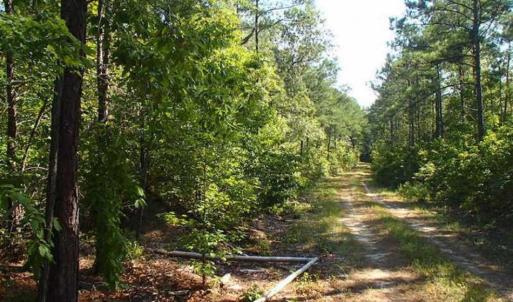 Photo of SOLD!!  121 Acres of Recreational Land For Sale in Northampton County NC!