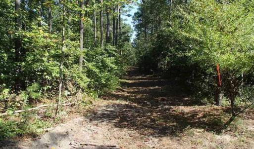 Photo of SOLD!!  121 Acres of Recreational Land For Sale in Northampton County NC!