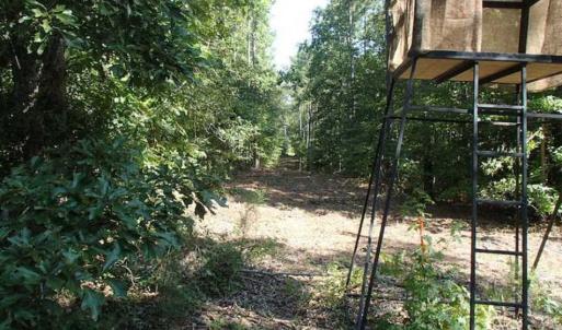 Photo of SOLD!!  121 Acres of Recreational Land For Sale in Northampton County NC!