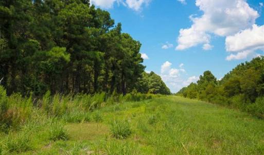 Photo of 844 Acres of Hunting Land For Sale in Hyde County NC!