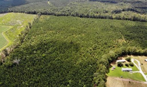 Photo of SOLD!!  105 Acres of Hunting and Timber Land For Sale in Northampton County NC!