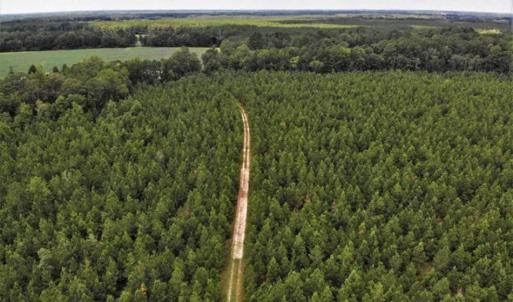Photo of SOLD!!  105 Acres of Hunting and Timber Land For Sale in Northampton County NC!