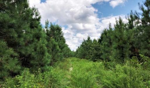 Photo of SOLD!!  105 Acres of Hunting and Timber Land For Sale in Northampton County NC!
