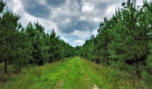 Photo of SOLD!!  105 Acres of Hunting and Timber Land For Sale in Northampton County NC!