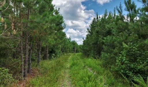 Photo of SOLD!!  105 Acres of Hunting and Timber Land For Sale in Northampton County NC!